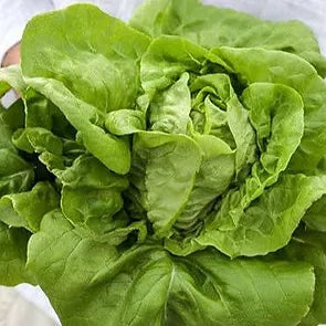 Seedlings-Lettuce, Buttercrunch
