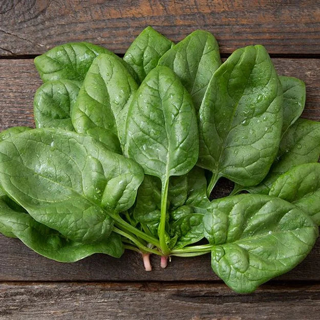 Seedlings-Spinach