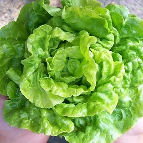 Seedlings-Lettuce, Tom Thumb