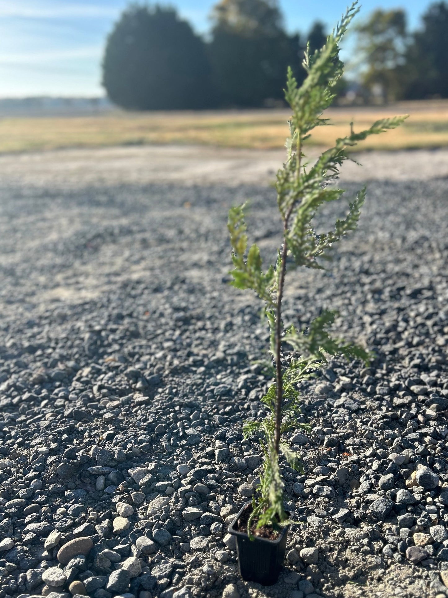 Thuja Green Giant Arborvitae
