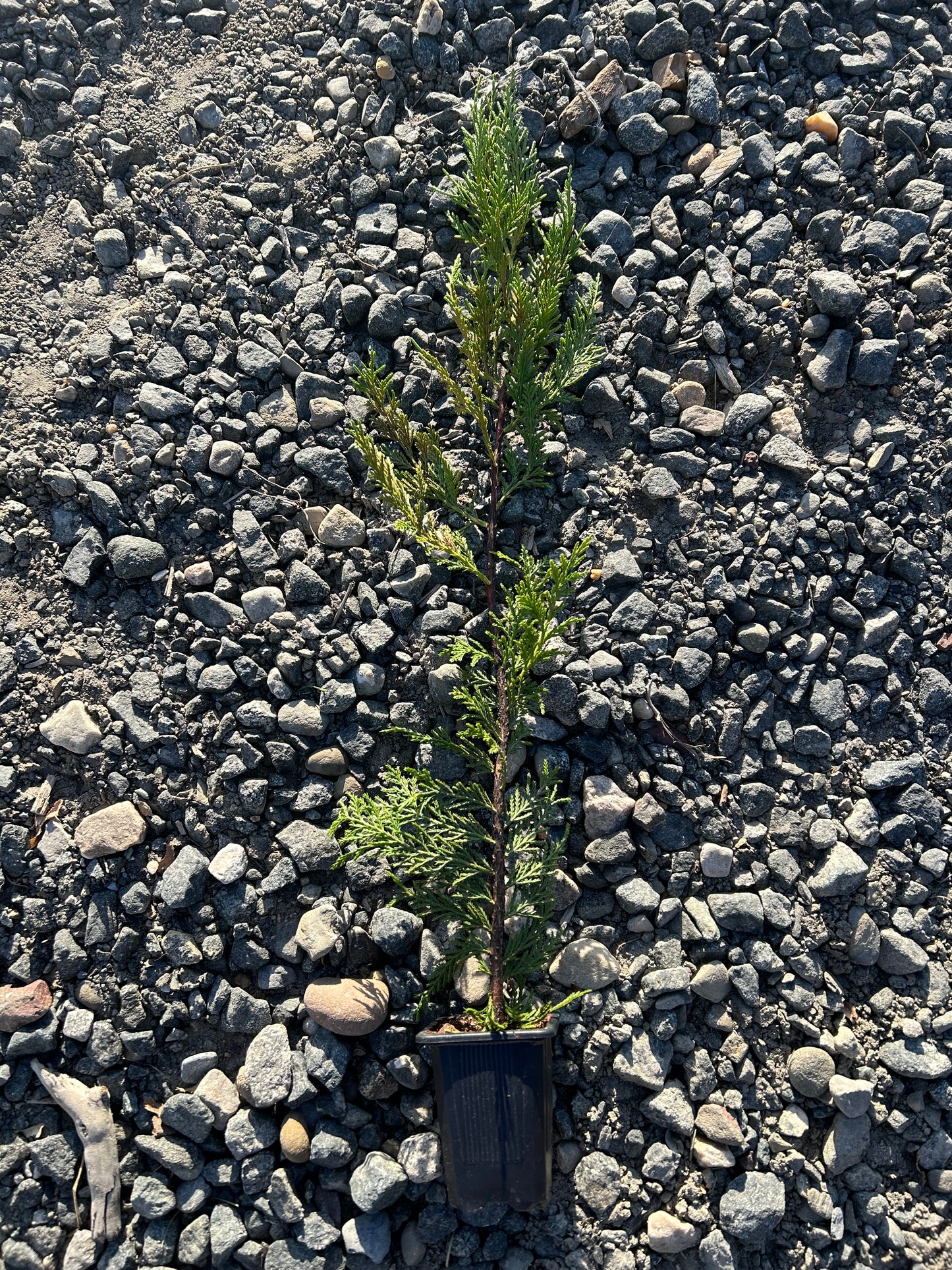 Thuja Green Giant Arborvitae