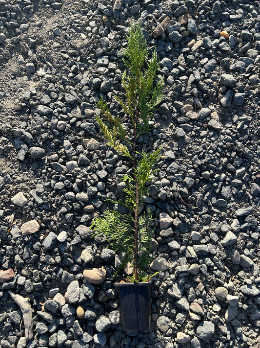 Thuja Green Giant Arborvitae