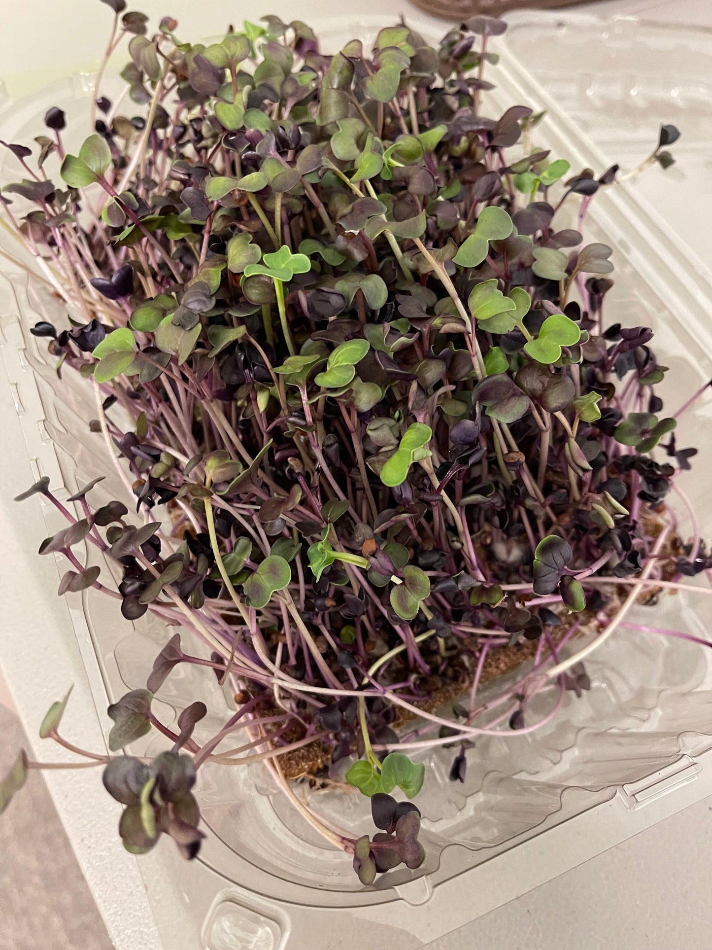 Microgreens-Radish, Rambo ORGANIC