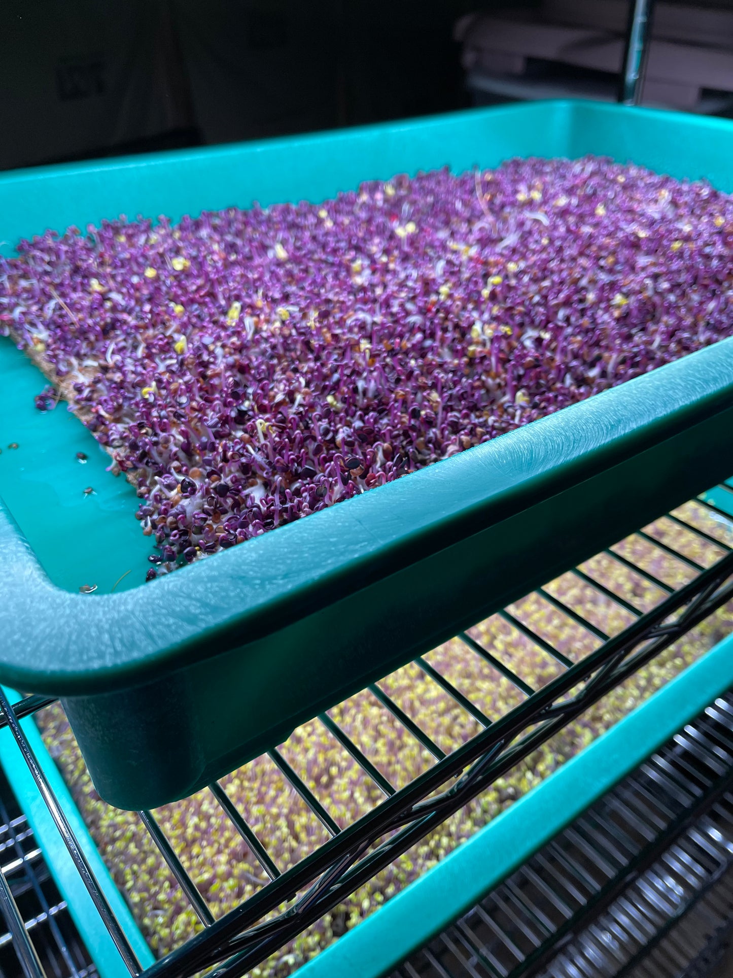 Microgreens-Radish, Rambo ORGANIC