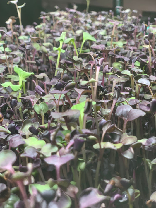 🌱 How We Grow Our Microgreens — Fresh, Local, and Full of Life
